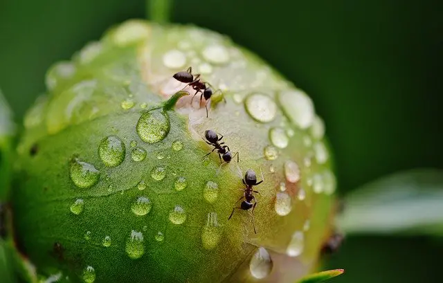 How to get rid of ants overnight permanently?