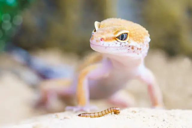 Do Lizards Feel Pain When They Lose Their Tails?
