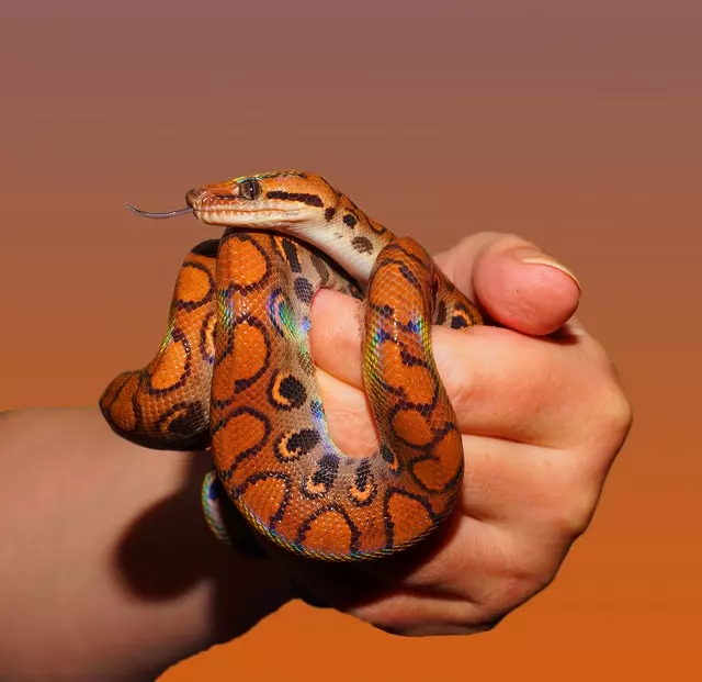 Best Place To Buy Color Snakes Online