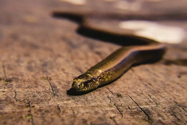 Where Can You Buy Small Pet Snakes | How To Train Them To Be Friendly When They Grow?