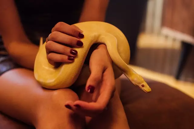 Where Can You Buy Small Pet Snakes? How To Train Them To Be Friendly When They Grow?