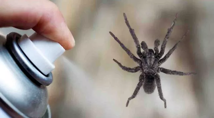 Does Deodorant Kill Spiders?