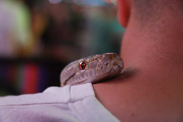 Friendly Snakes For Beginners? Do You Really Want To Pet Them?