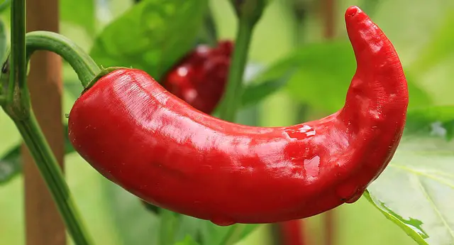 How Many Peppers in a Cup: A Guide to Measuring Peppers