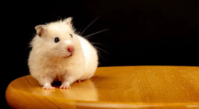 How Many Bones Will The Hamster Of The Dwarf How Many Bones Does A Dwarf Hamster
