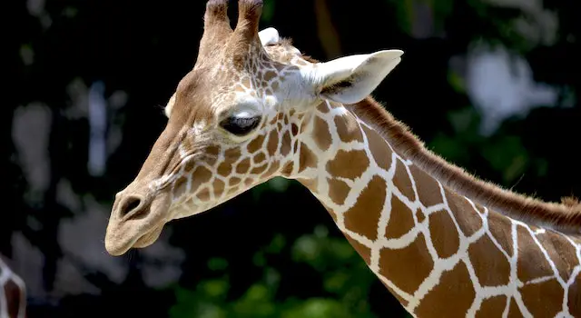 How Many Bones Do Giraffes Contain In Their Neck?
