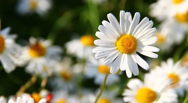 Types of Daisies