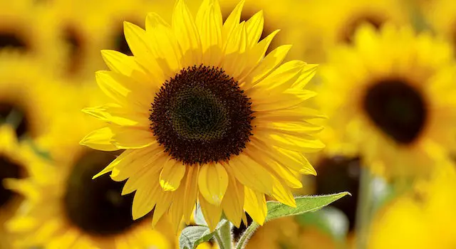 How to Care for Sunflowers?