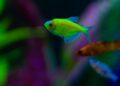 Can Goldfish and Tetras Live Together